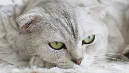 九游APP官网-皮特·斯图斯继续高光表现，成为南非橄榄球的无声英雄，斯图皮特2021