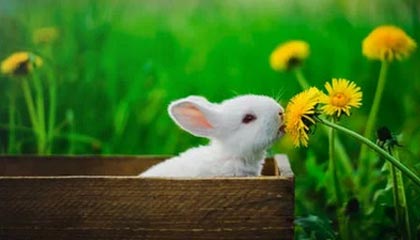 九游游戏中心官网-部分球队复出受挫，战绩不及预期打击信心，更多球员将退出复赛