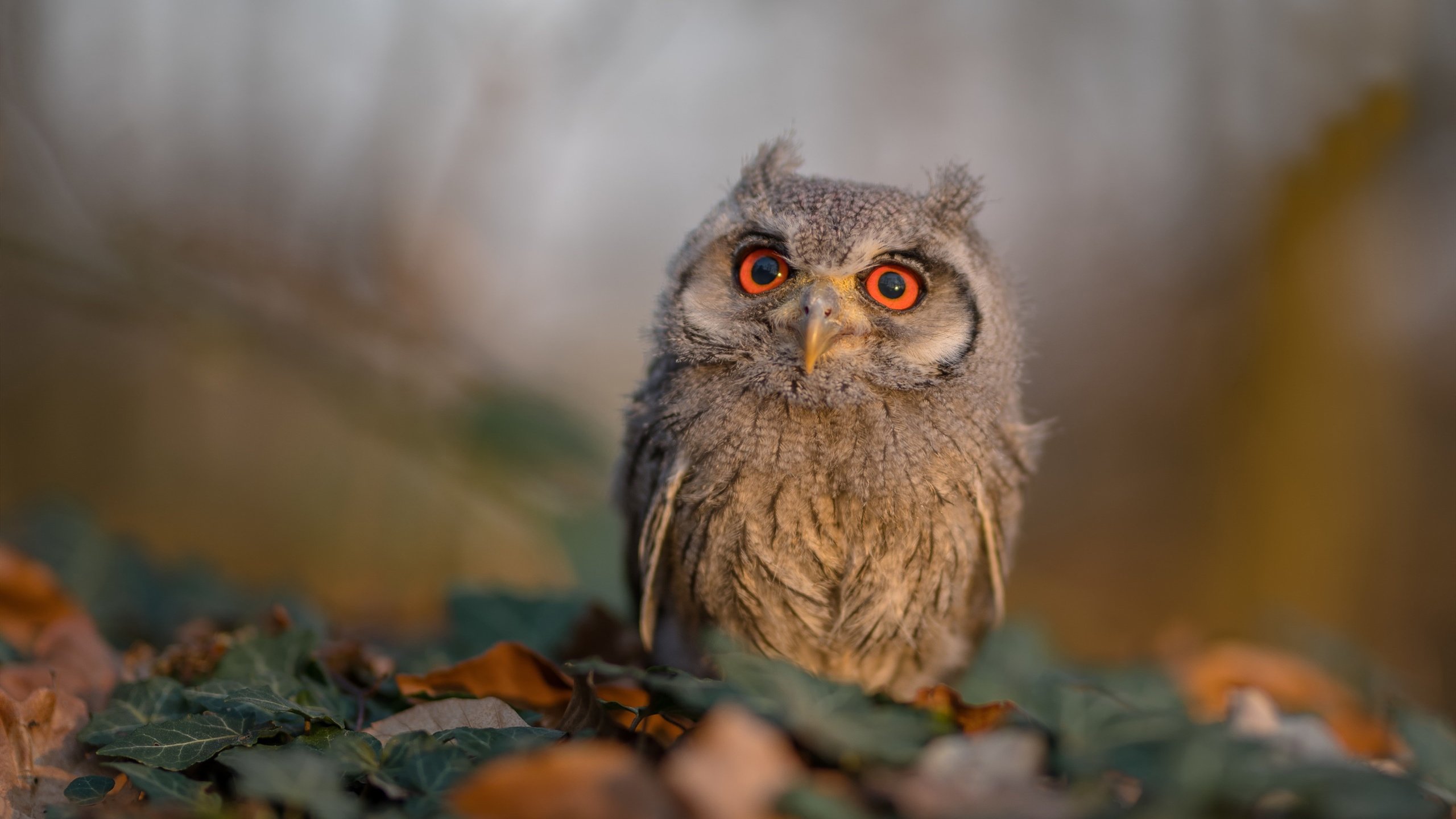 _城市高空溜索赛：在钢铁城市中飞跃_，高空溜索需要什么条件