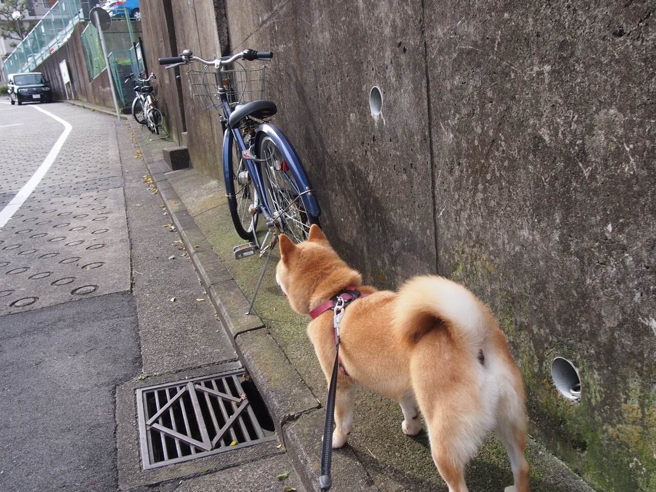 _城市高空溜索赛：在钢铁城市中飞跃_，高空溜索需要什么条件