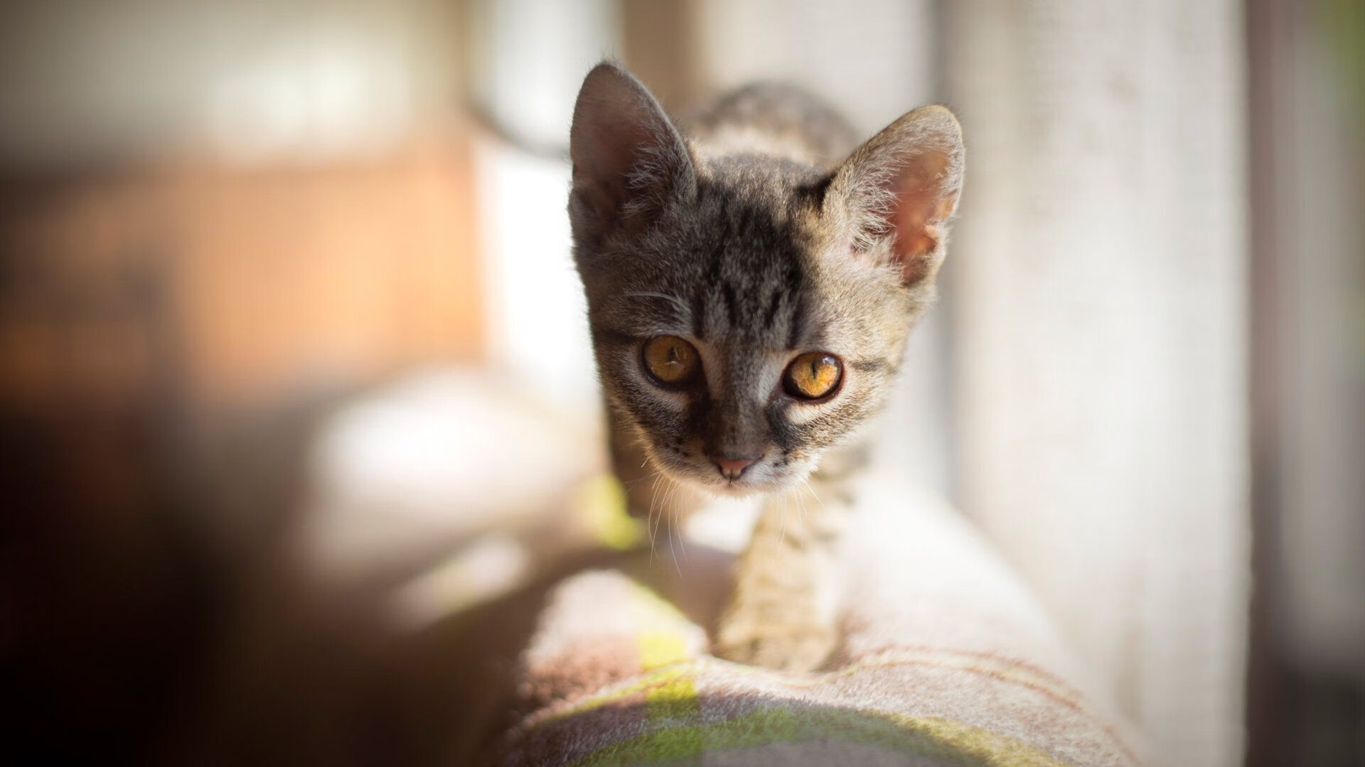 _少年组赛事:青少年的梦想舞台开启_,梦想少年2021