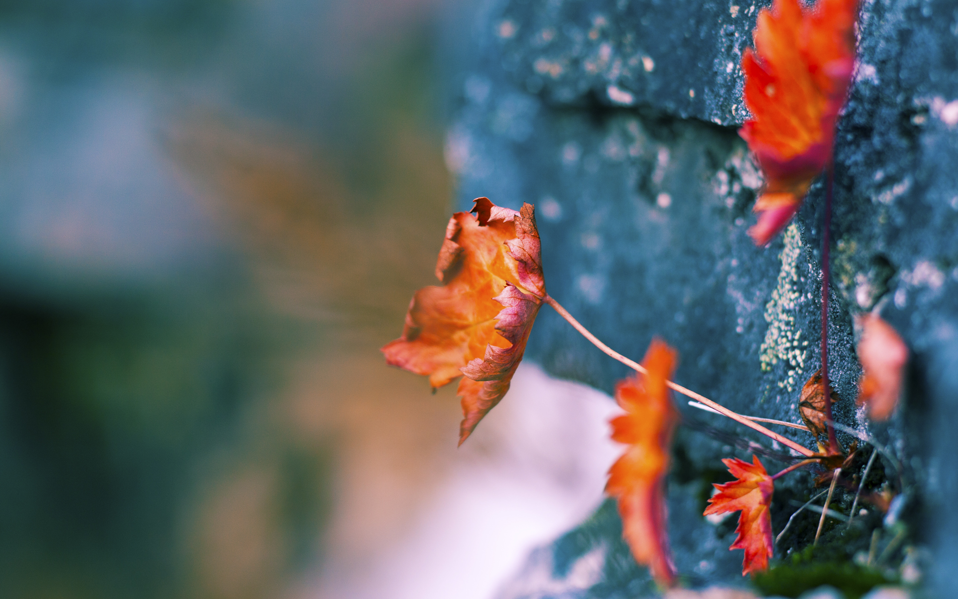 德国自行车选手在场地赛中夺金,德国自行车比赛