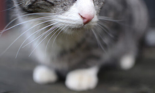 法甲巨星表现抢眼，精彩进球与精彩扑救交相辉映，法甲全场