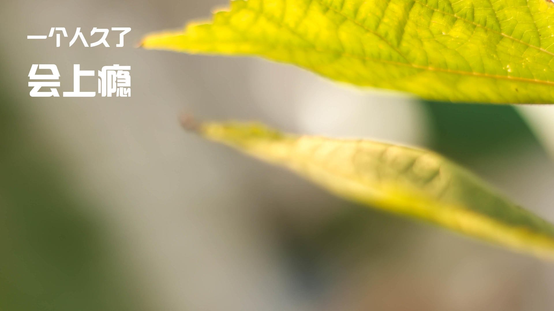 疯狂交易：联盟最新的交易动向盘点，疯狂的交易员 电影