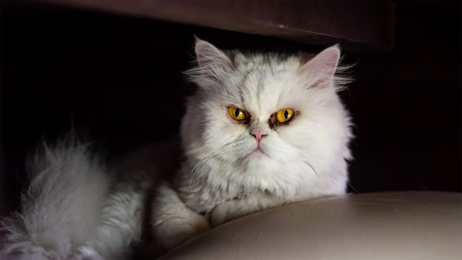 电竞行业新政策频出，行业规范逐步建立完善，电竞行业标准