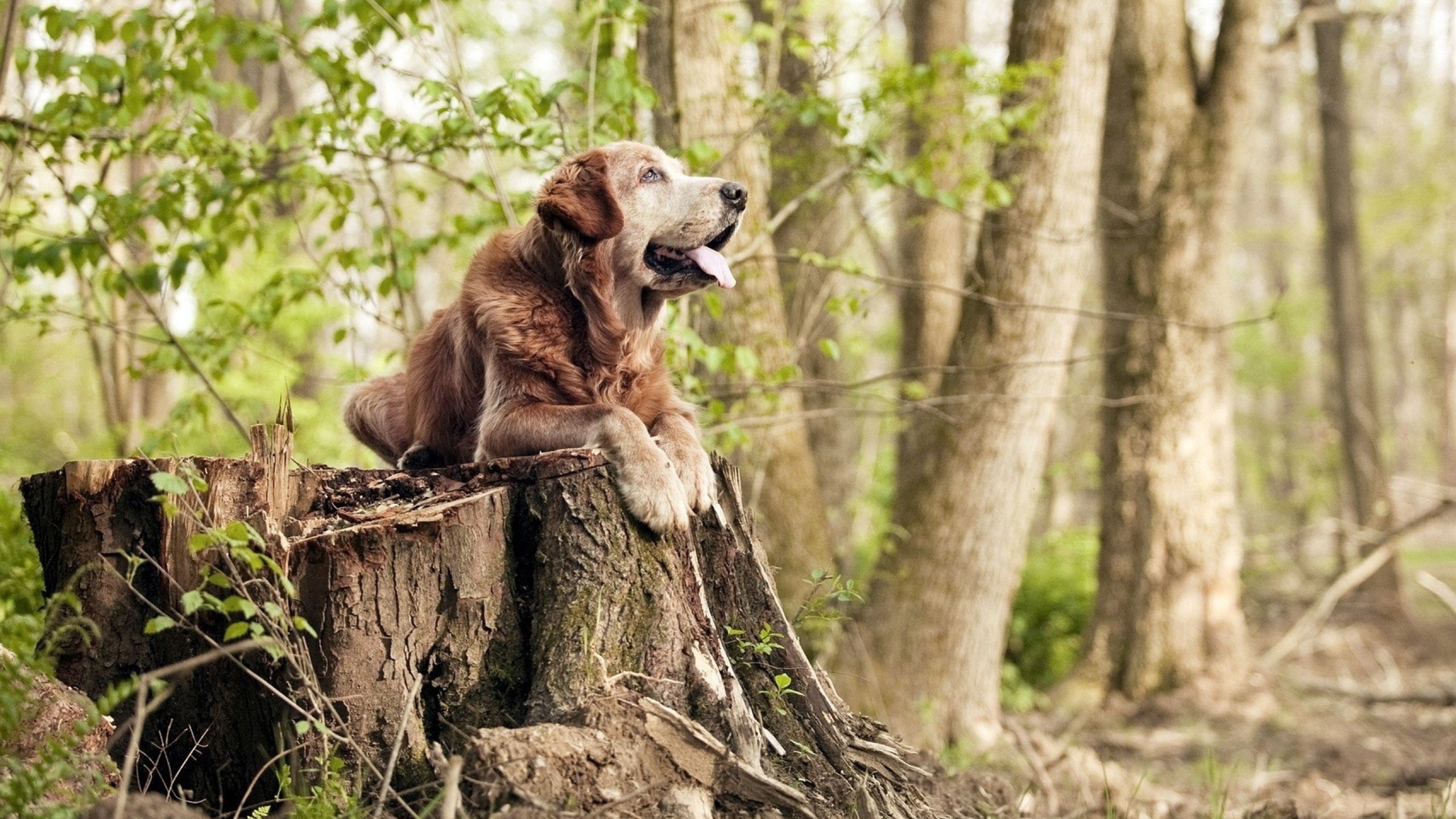 九游网游官网-体育与本菲卡、波尔图联赛竞争加剧，波尔图vs费雷拉直播