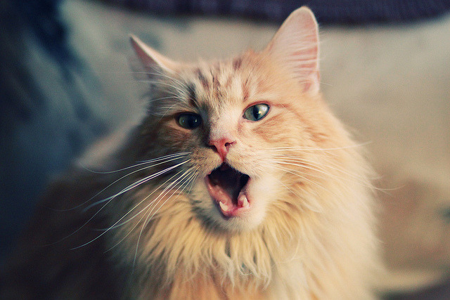 九游网页版官网-国米主场告捷！保持不败势头，实力有所增强，国米tifo