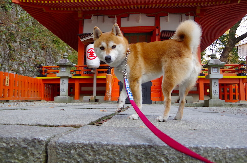 墨西哥男足在巴黎奥运会上展示了高水平的比赛状态,奥运男足墨西哥vs巴西