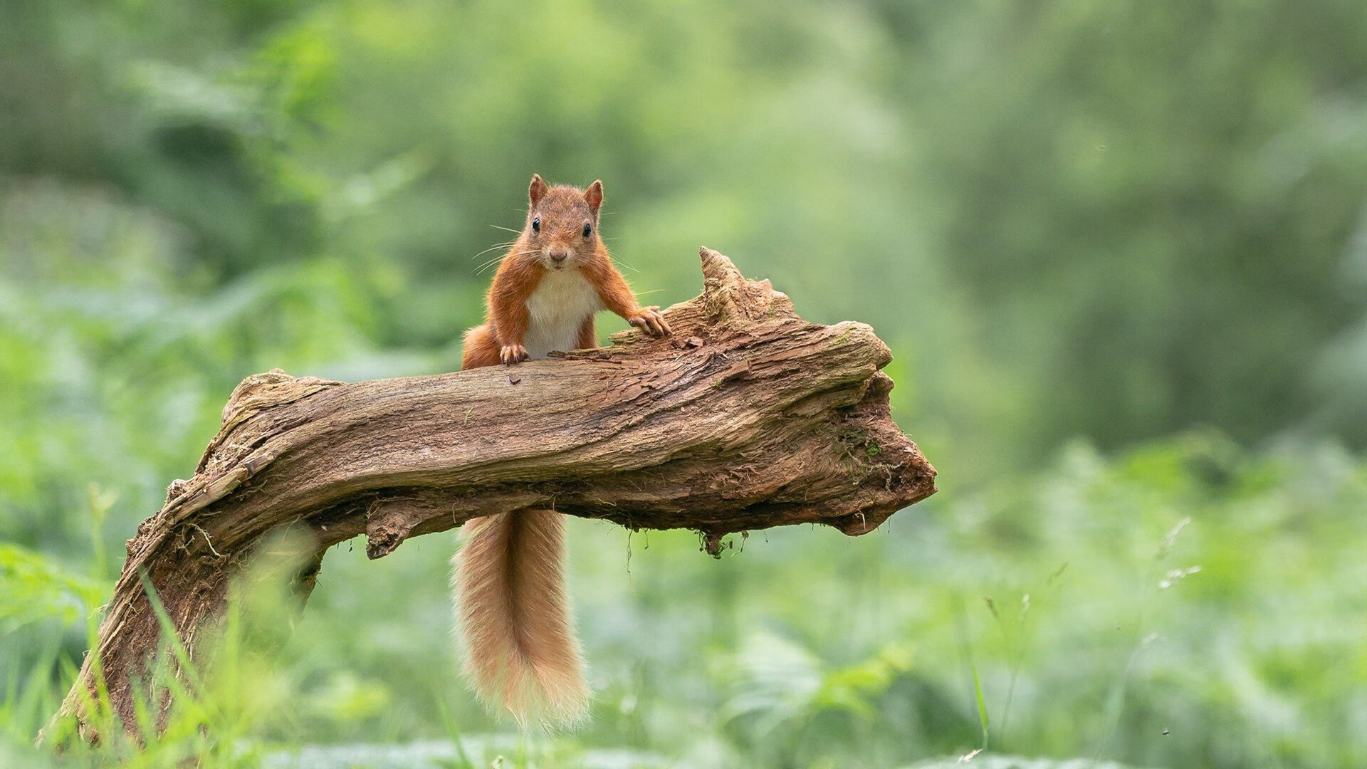 强强对话，两支球队在激烈争夺胜利，两支相同风格的球队交锋,会更加精彩