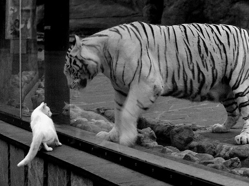 九游app下载中心-拜仁慕尼黑主场迎战巴黎圣日耳曼，谁能获胜？，拜仁慕尼黑vs巴黎圣日耳曼比分预测