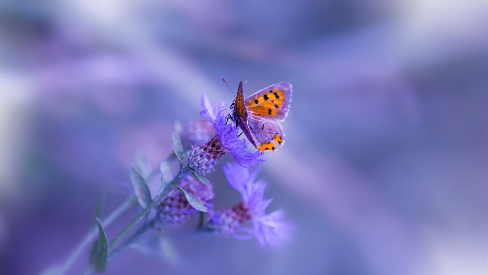 拜仁慕尼黑球员在比赛中展现出色的进攻能力，夺得胜利，拜仁慕尼黑球队