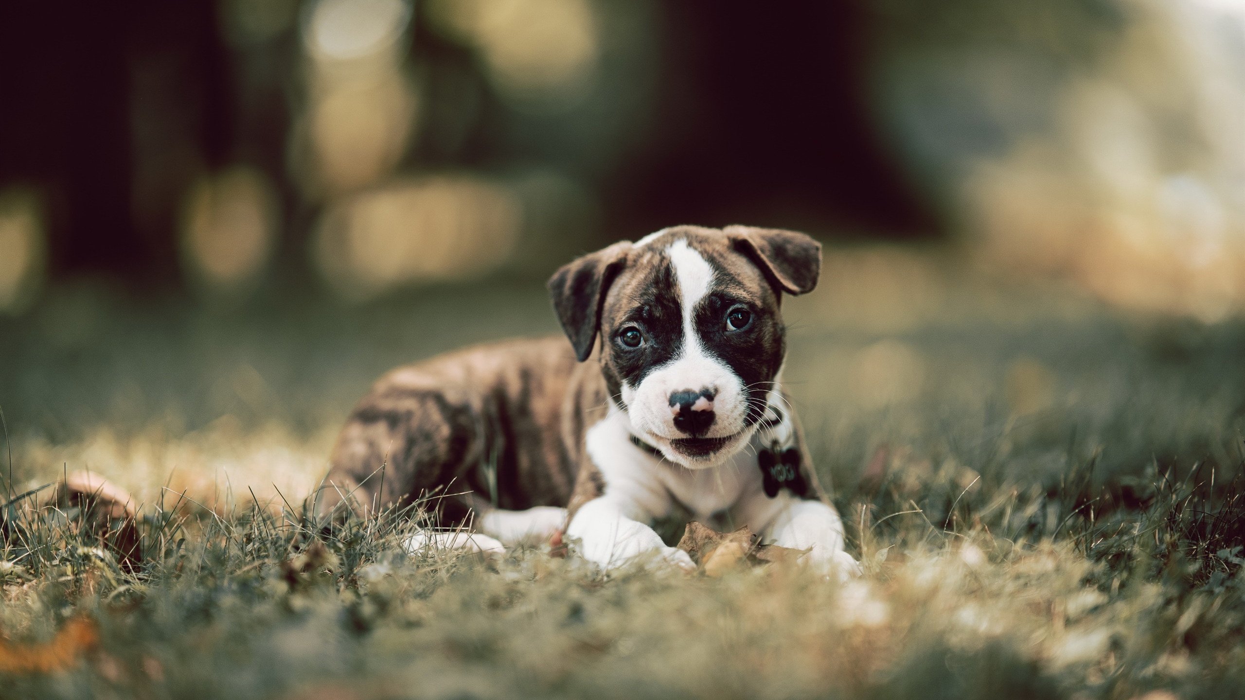 拜仁慕尼黑再度大胜，欧冠夺冠前景悬念暂停！，拜仁慕尼黑进欧冠四强了吗