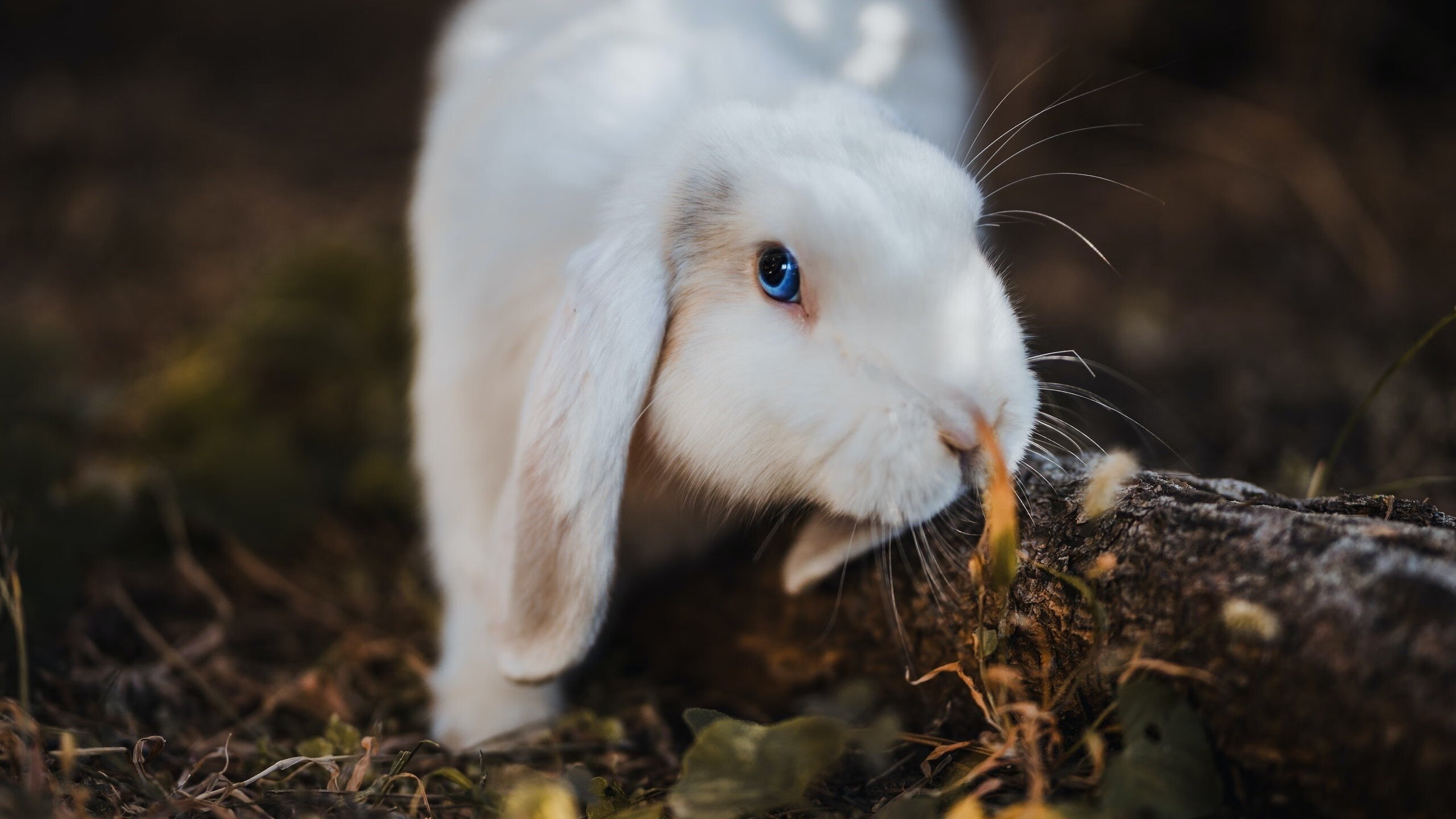 法国队夺冠高手,期待成为劲旅,法国队夺冠热门