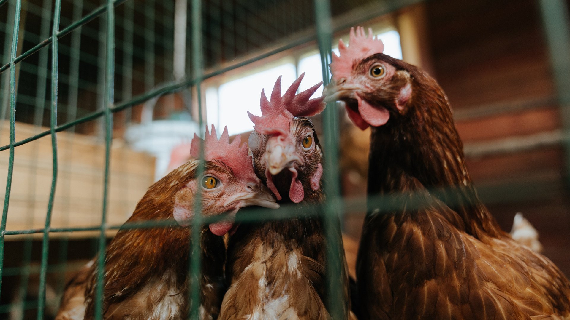 瑞士女足队员团结一心，齐心协力向前进
