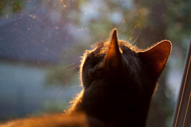 阿尔阿赫利签约新赞助商,提升品牌影响力,阿尔阿赫利vs帕尔梅拉斯
