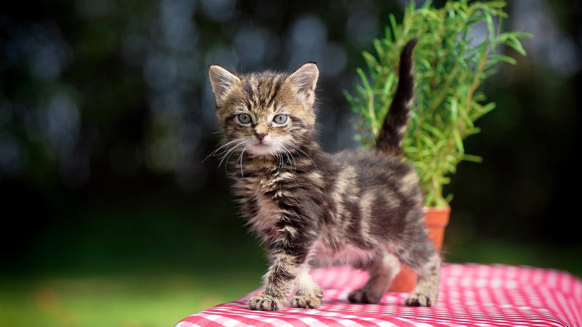 马德里竞技队主帅西蒙尼敲定下场比赛首发阵容，马竞主帅西蒙尼年薪