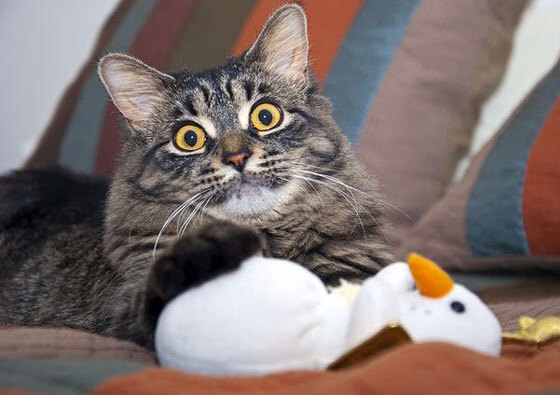 中超球队争顶成功率分析表,中超联赛如何争冠