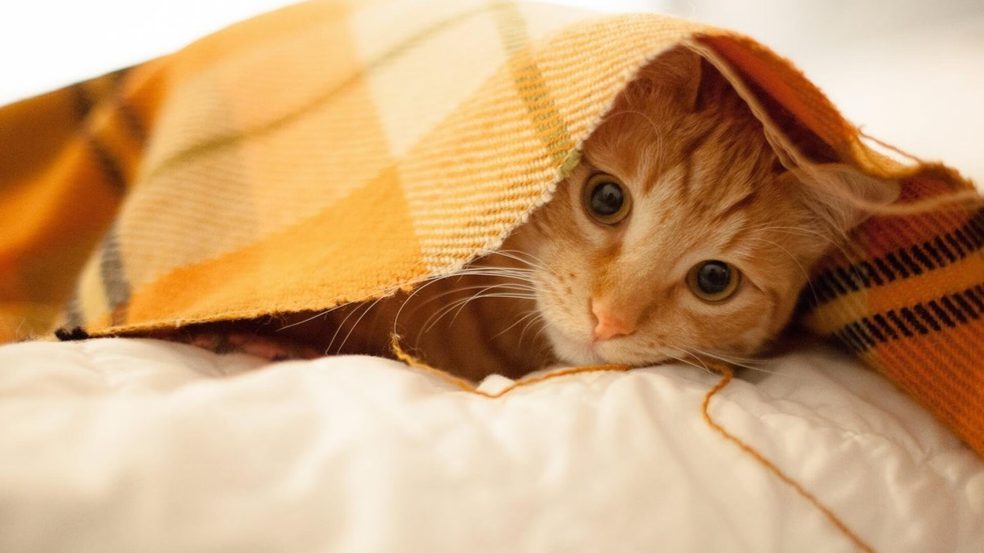 九游9游-USM Alger 半决赛大胜 NA Hussein Dey 确保决赛席位，ncaa半决赛2021