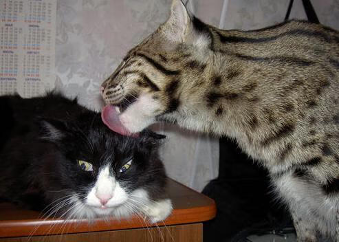 外教更迭频繁影响俱乐部长期战术磨合