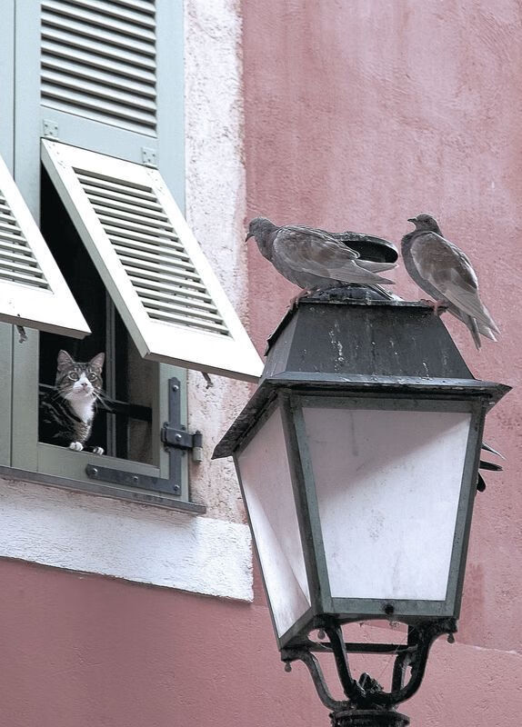 失误率最低的控卫盘点,nba场均失误最少的球星