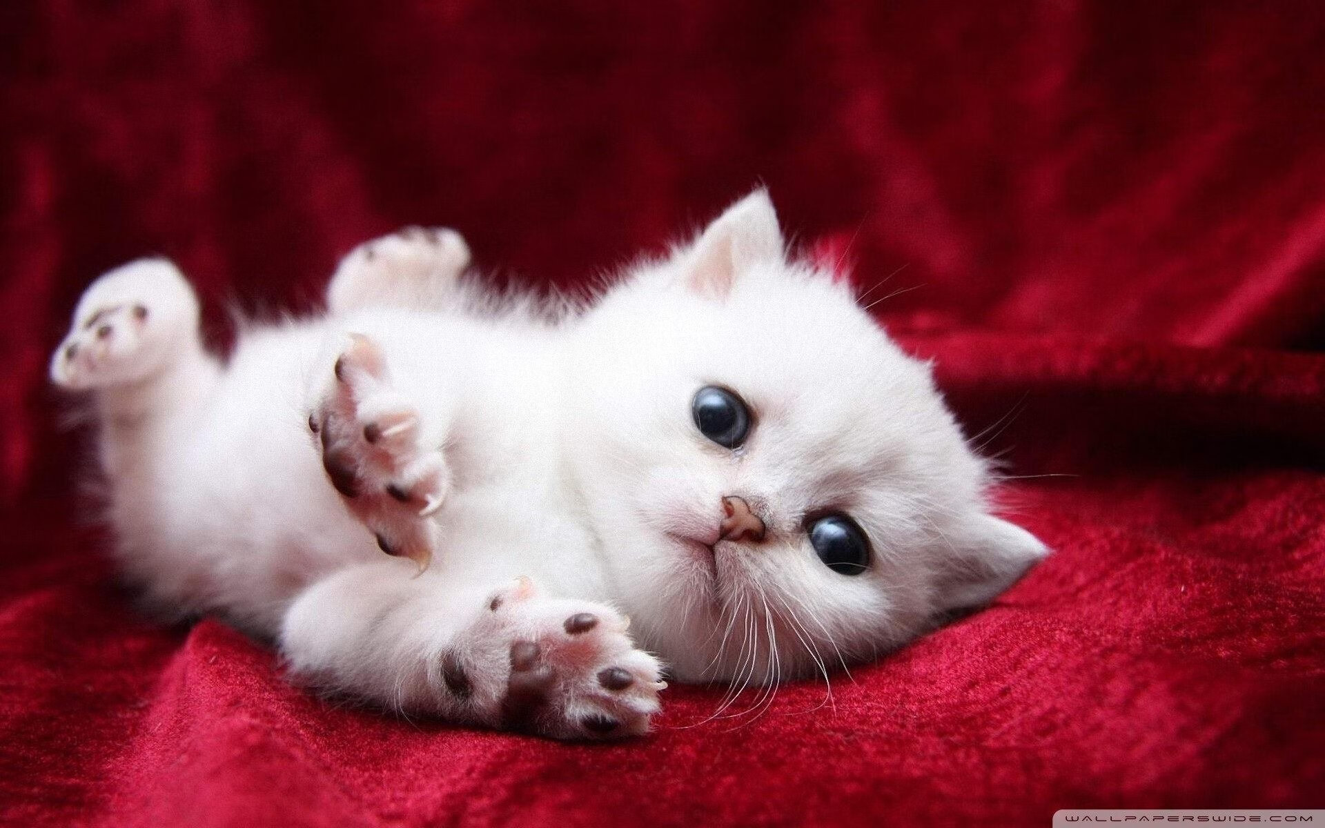 张雨霏蝶泳中段发力 反超澳洲选手,张雨霏200蝶泳视频