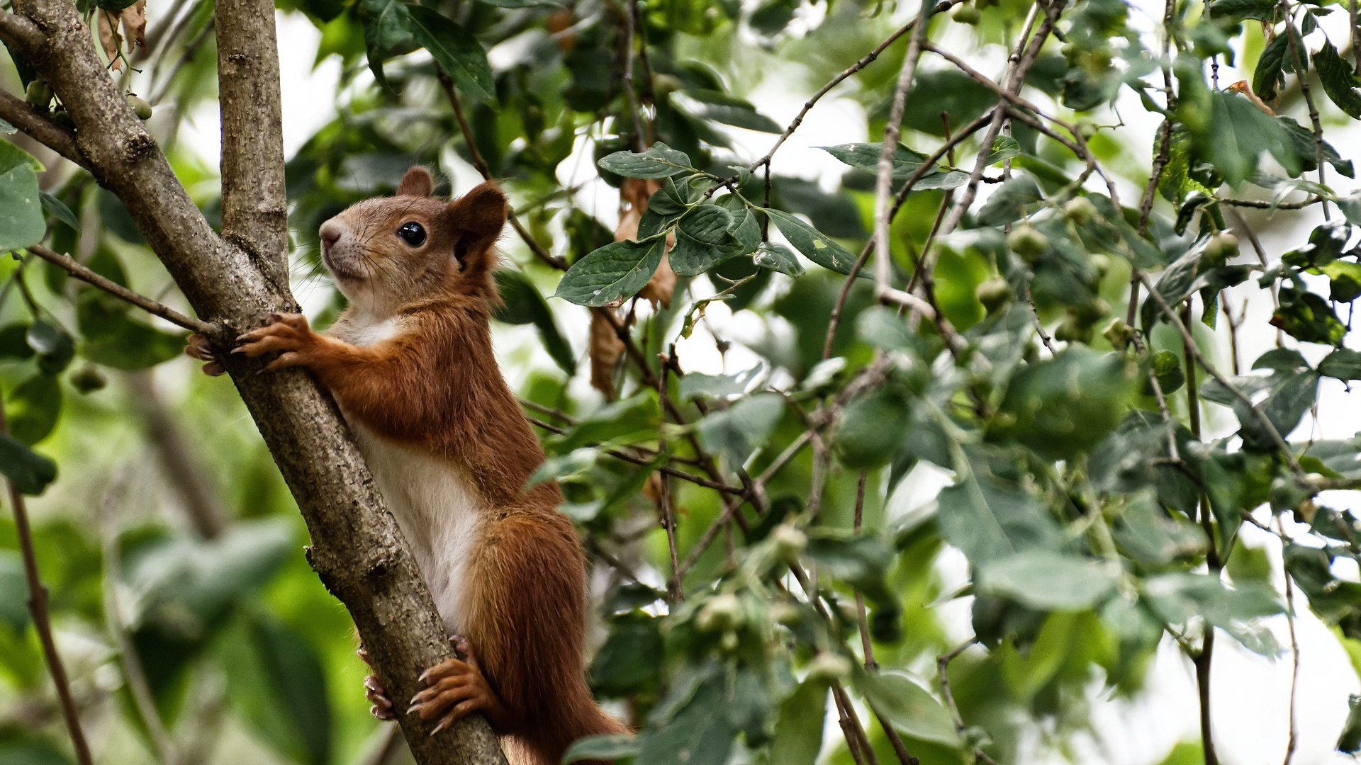 球队节奏过快是否易导致防守轮转混乱，篮球节奏型球员