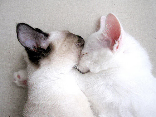 高节奏打法对伤病风险的影响分析,高节奏和快节奏