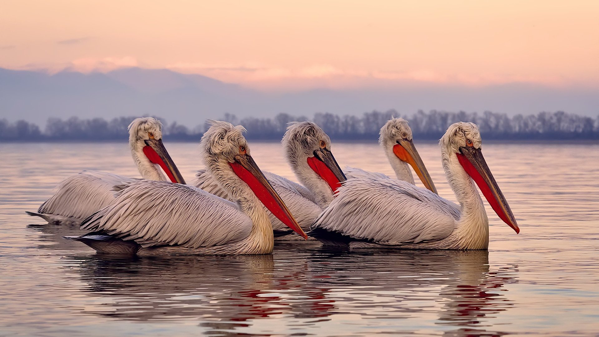 九游娱乐(jiuyou)官方网站-“伊万·戈梅斯：阿根廷美洲狮队未来的战术核心之一”