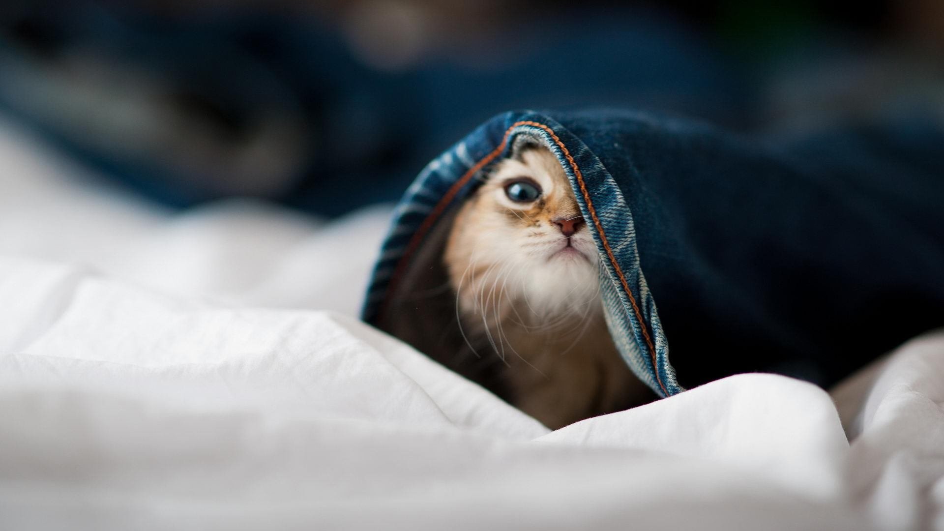 世界杯巅峰对决：策略、技术齐飞！，世界杯巅峰之战