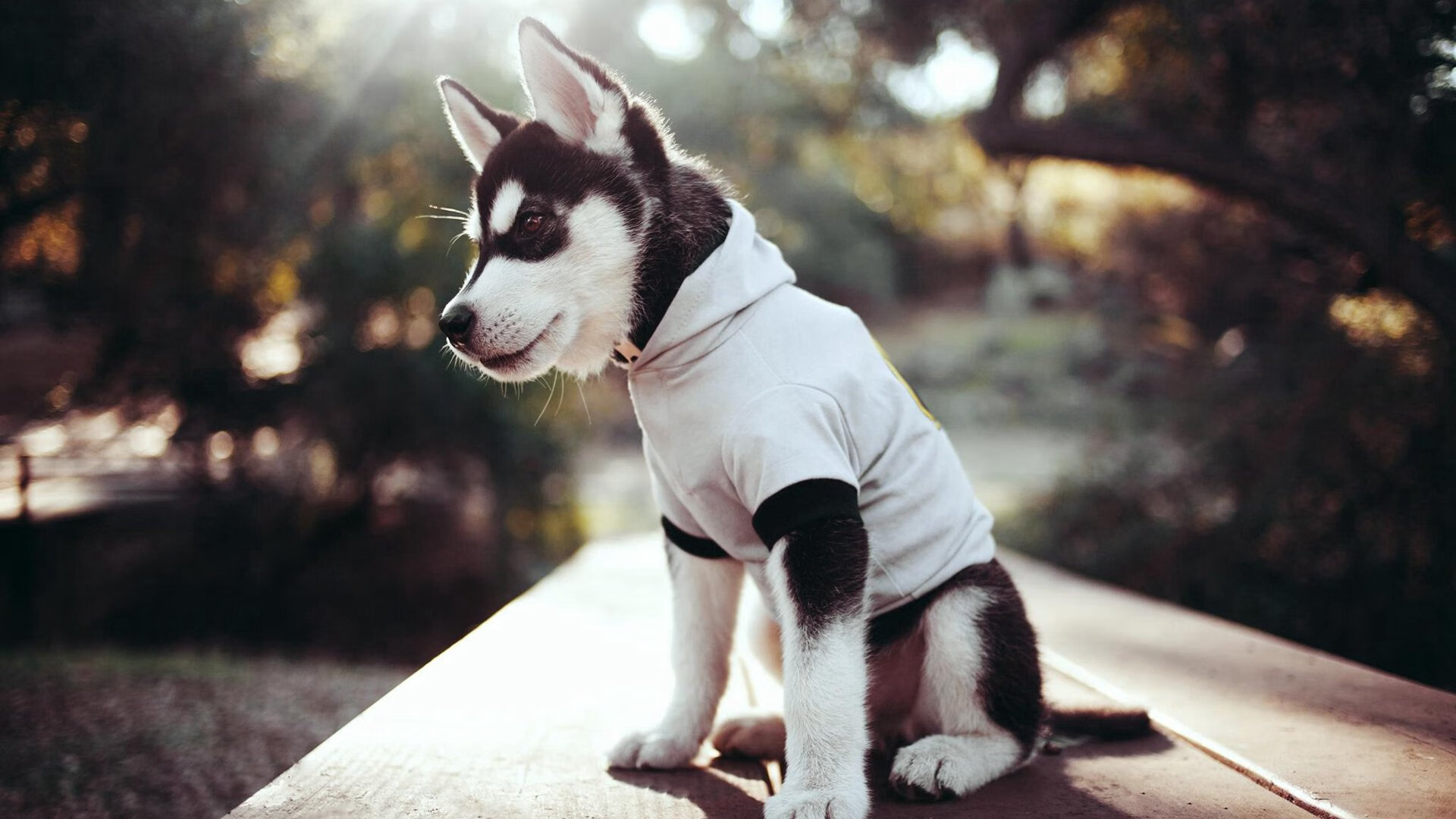 九游网页版官网-拉丁美洲篮球联赛中，阿根廷队一路高歌猛进，期待冲击奥运舞台