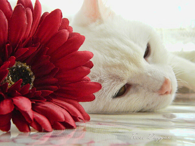 新球场设计方案通过审议预计将大幅提升观赛舒适度与容量,新足球场