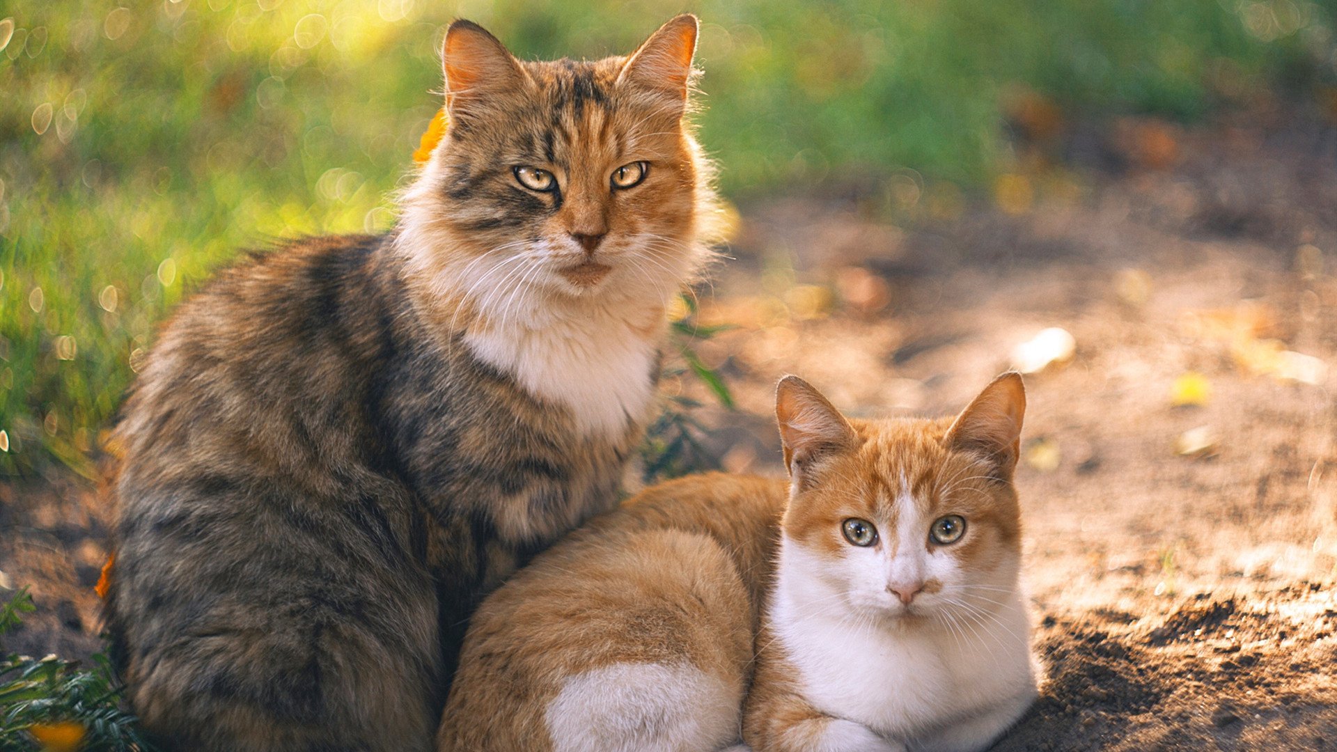普劳德再次刷新个人蝶泳纪录,普劳德游泳