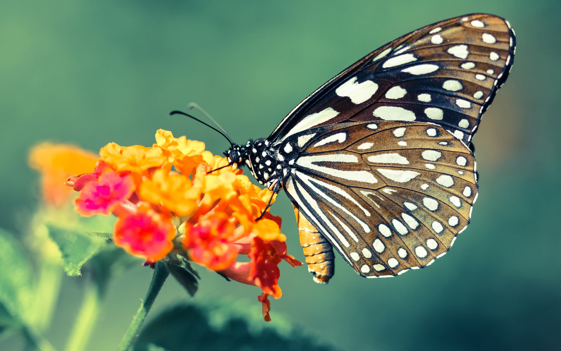 校园足球教练培训课程加入伤病预防知识模块,足球损伤预防的专项训练