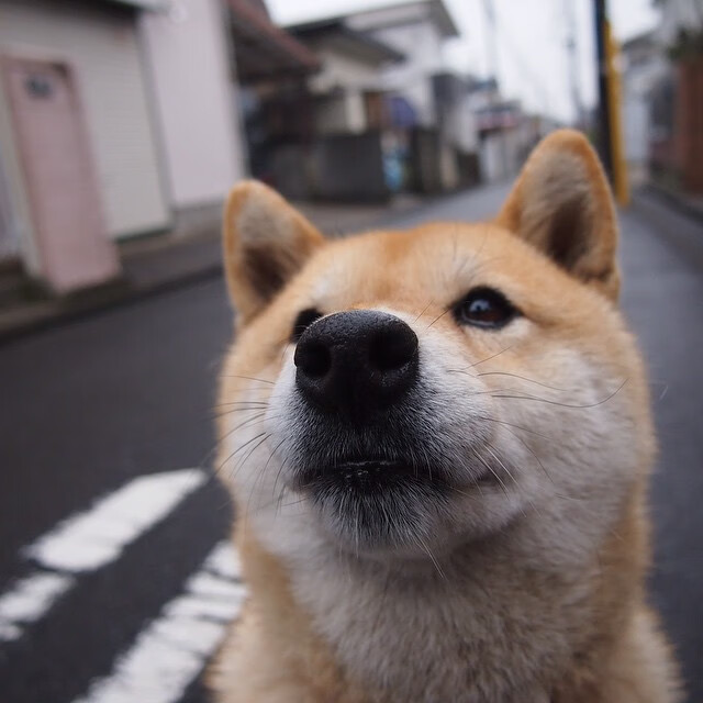 火箭队强势闯入决赛NBA季后赛,火箭进总决赛