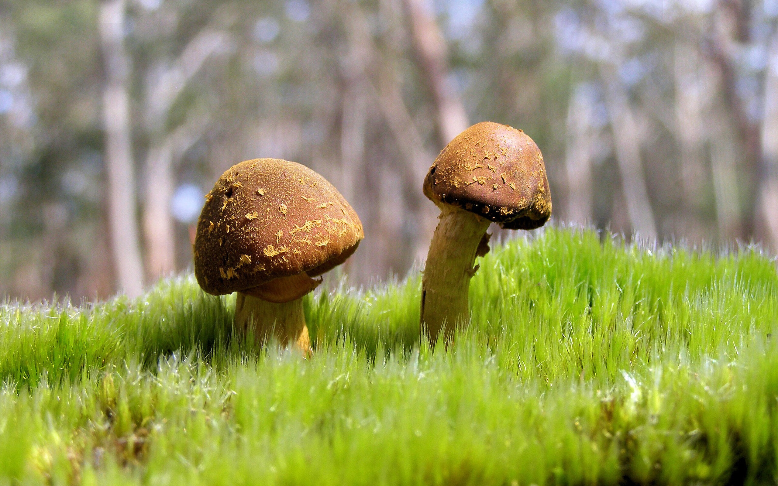 西甲绝佳亮点:精彩进球、巧妙助攻!,西甲进球视频